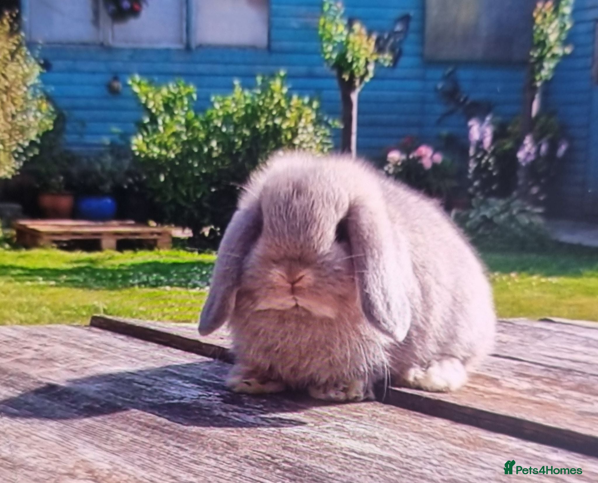 Mini Lop rabbits Gorgeous mini lop boys - Advert 1