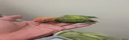 Lovebirds birds for sale: Lovebirds 🩷 | Babies & Breeding Pairs for Sale in York - Advert 2