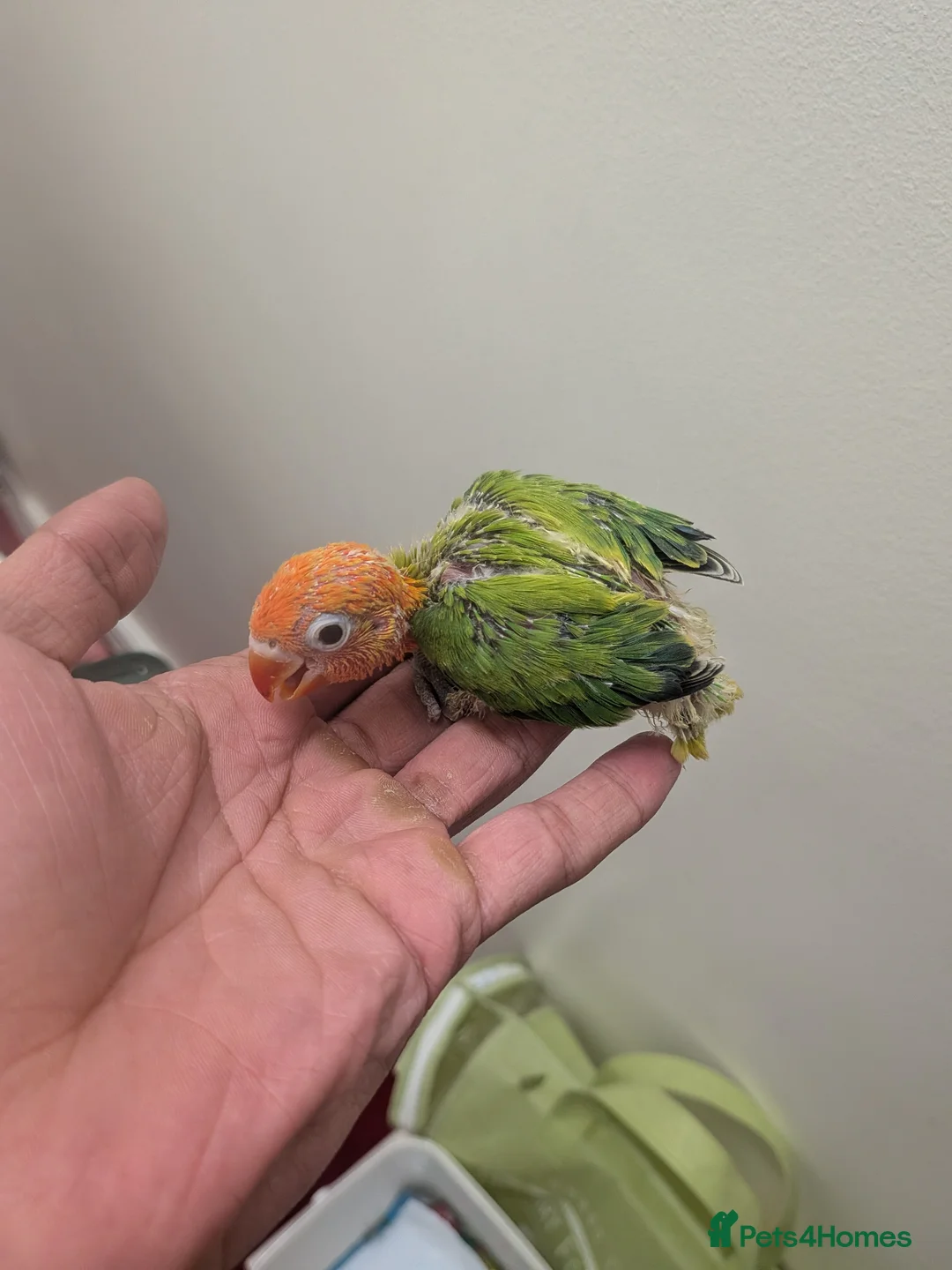 Lovebirds birds for sale: Lovebirds 🩷 | Babies & Breeding Pairs for Sale in York - Advert 2