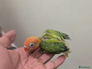 Lovebirds birds for sale: Lovebirds 🩷 | Babies & Breeding Pairs for Sale - Advert 2