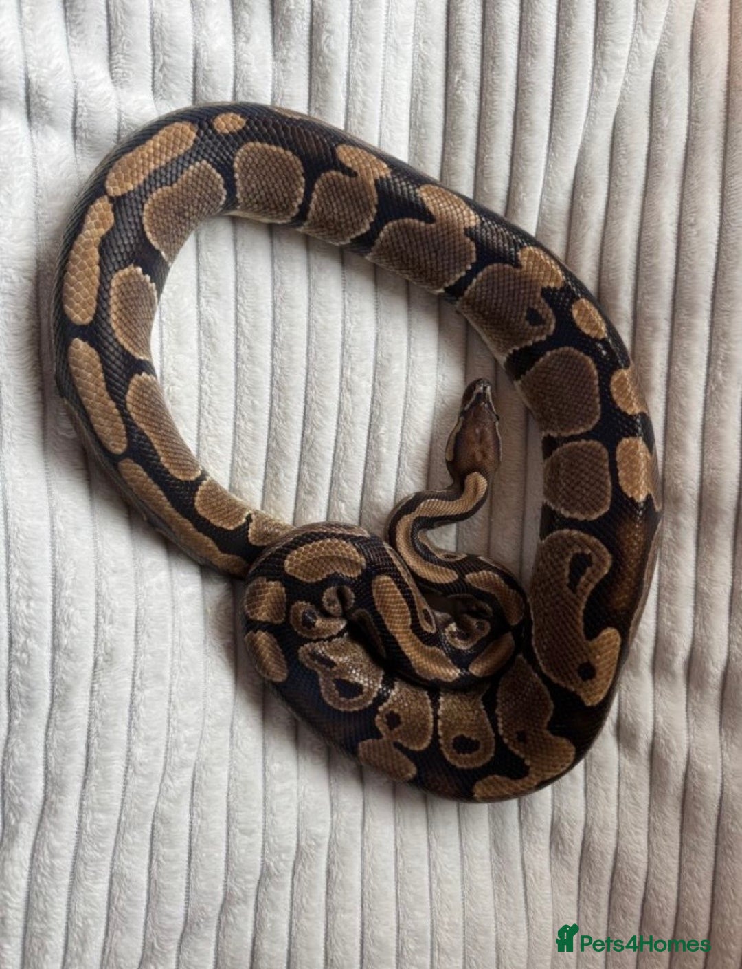 Python Snake reptiles for sale: X2 Royal Pythons for sale, with full set up - Advert 3