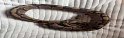 Python Snake reptiles for sale: X2 Royal Pythons for sale, with full set up - Advert 3