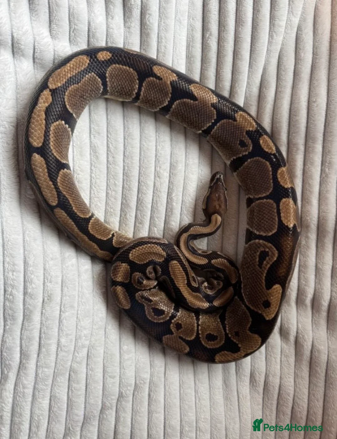 Python Snake reptiles for sale: X2 Royal Pythons for sale, with full set up - Advert 3