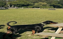 Dobermann dogs for sale: Stunning Male Dobermann 8 months old  - Image 5