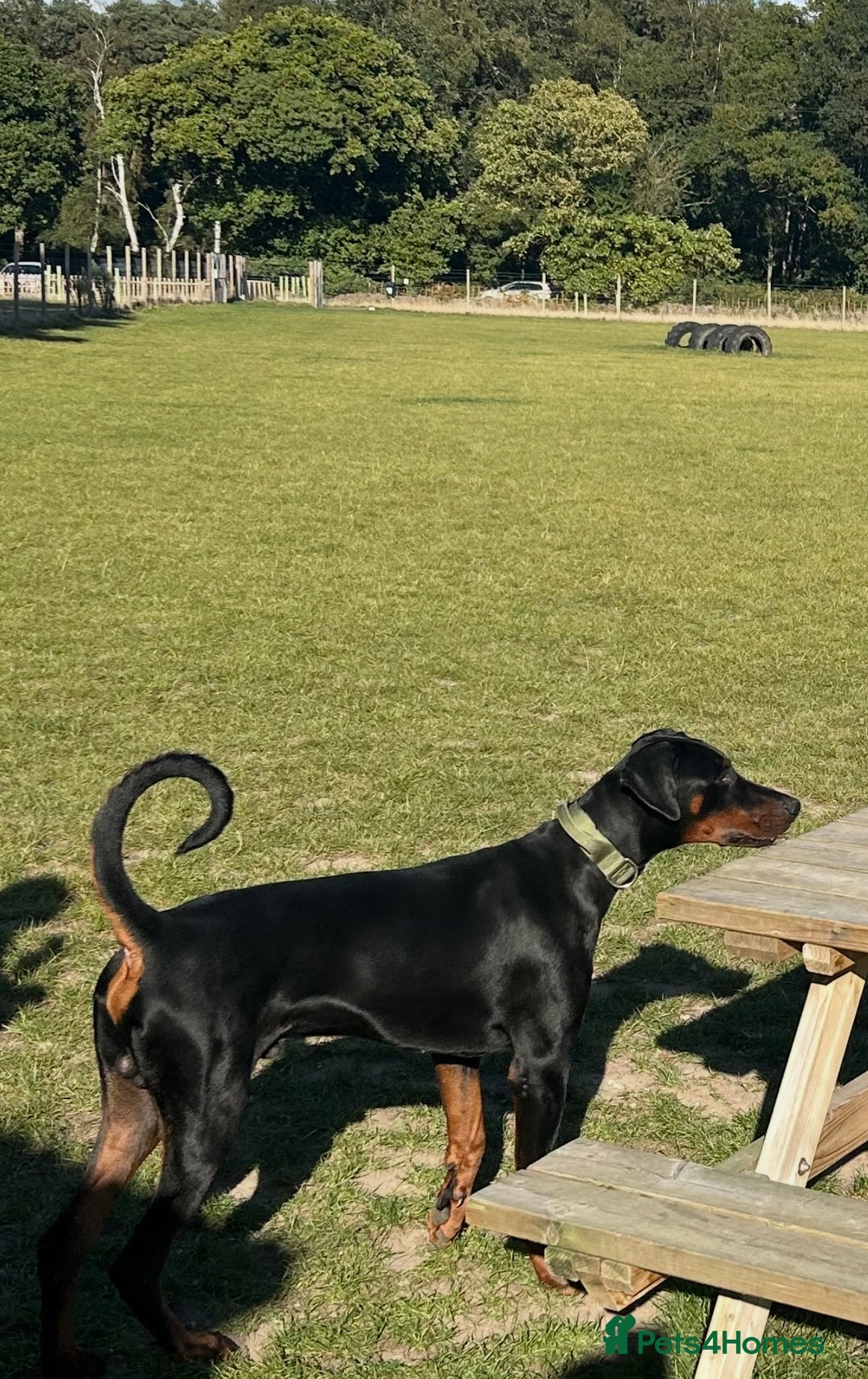 Dobermann dogs for sale: Stunning Male Dobermann 8 months old  - Image 5
