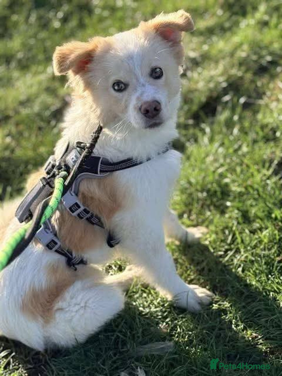 Mixed Breed dogs for adoption: Meet Stark, currently residing in Essex - Advert 3