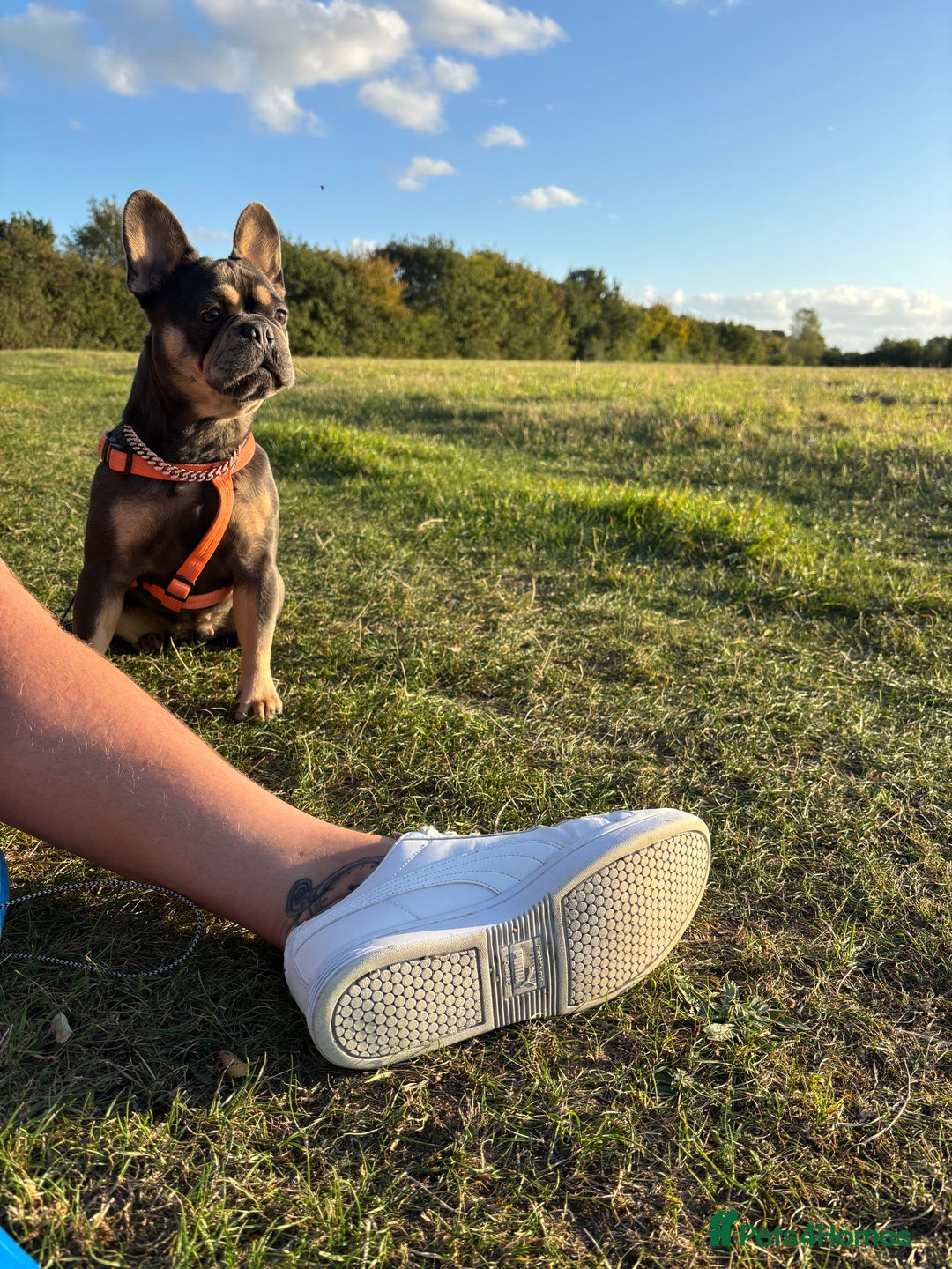 French Bulldog dogs for sale: 16 month old girl frenchie - Advert 1