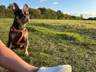 French Bulldog dogs 16 month old girl frenchie - Advert 1