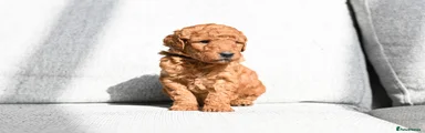 Mini Goldendoodle Puppy 6