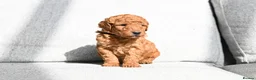 Mini Goldendoodle dogs for sale: BEAUTIFUL MINI GOLDENDOODLES  - Advert 11