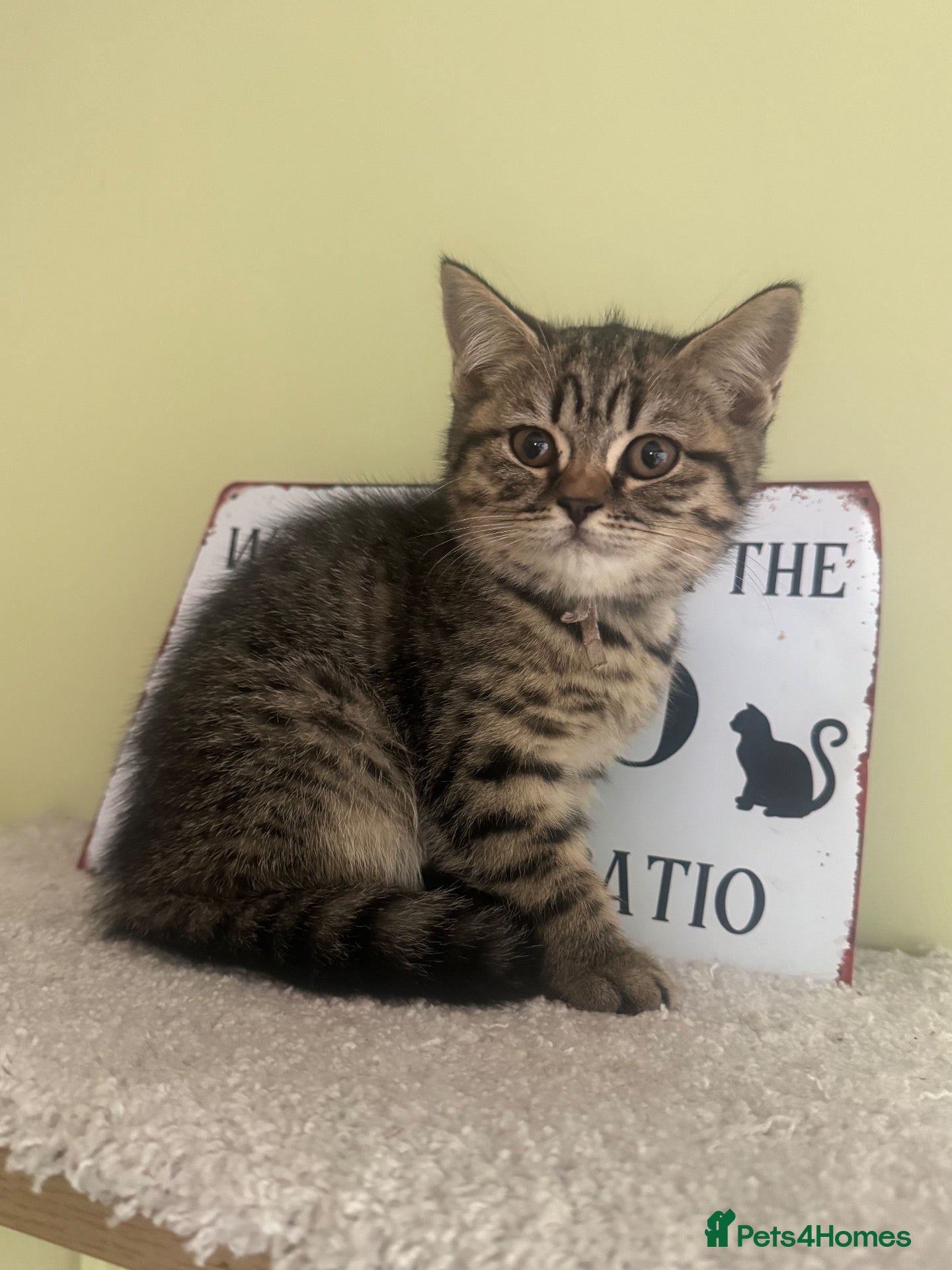 Scottish Fold cats Scottish straight kittens registered  - Advert 2