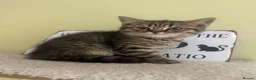 Scottish Fold cats for sale: Scottish straight kittens registered  - Advert 1