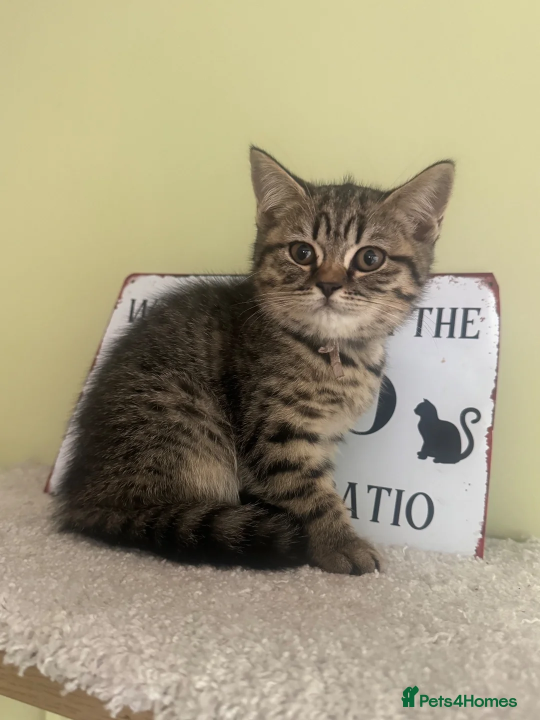 Scottish Fold cats for sale: Scottish straight kittens registered  - Advert 1