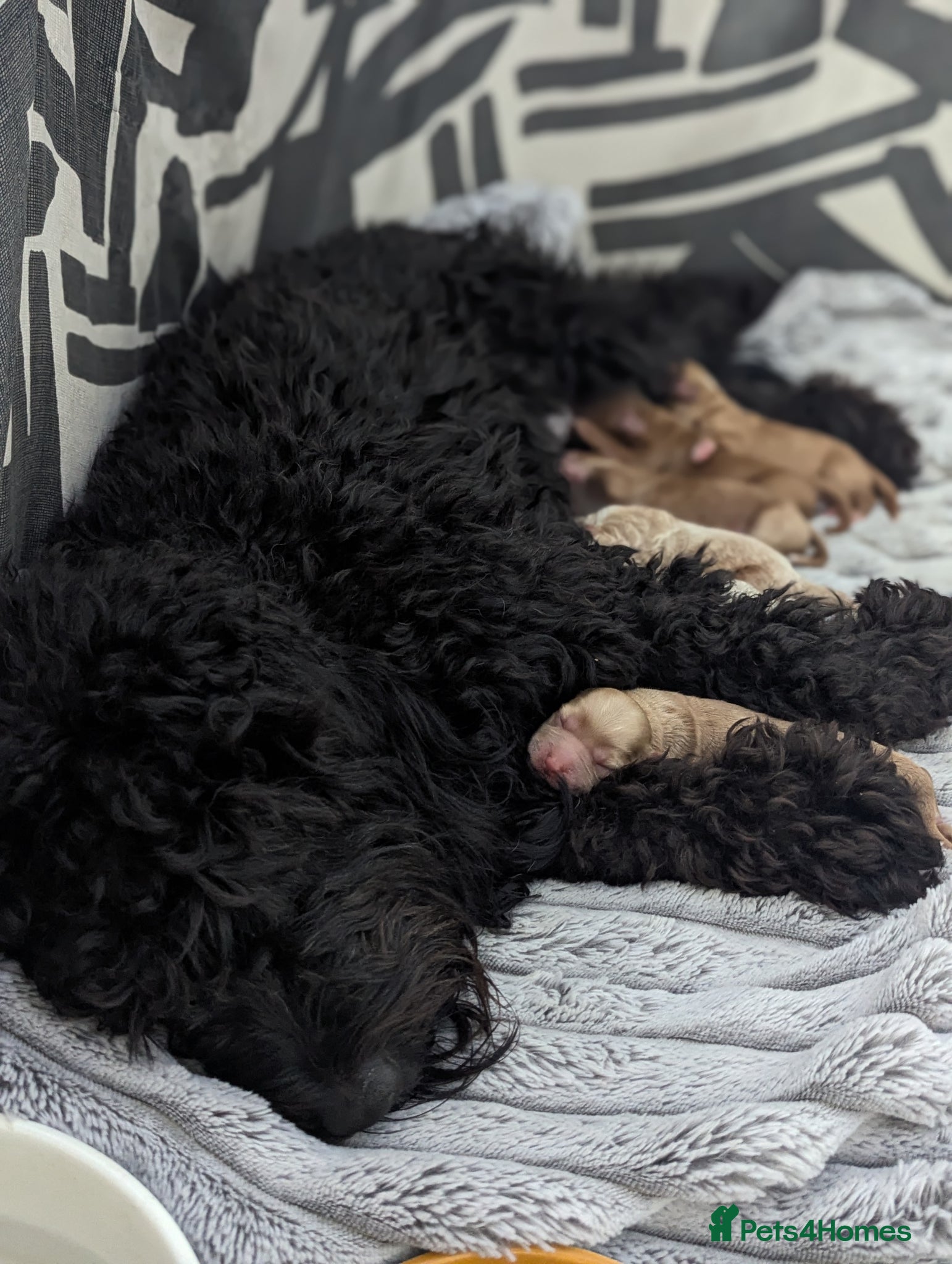 Cockapoo dogs Cockapoo puppy's  - Advert 5