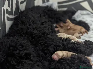 Cockapoo dogs Cockapoo puppy's - Advert 11