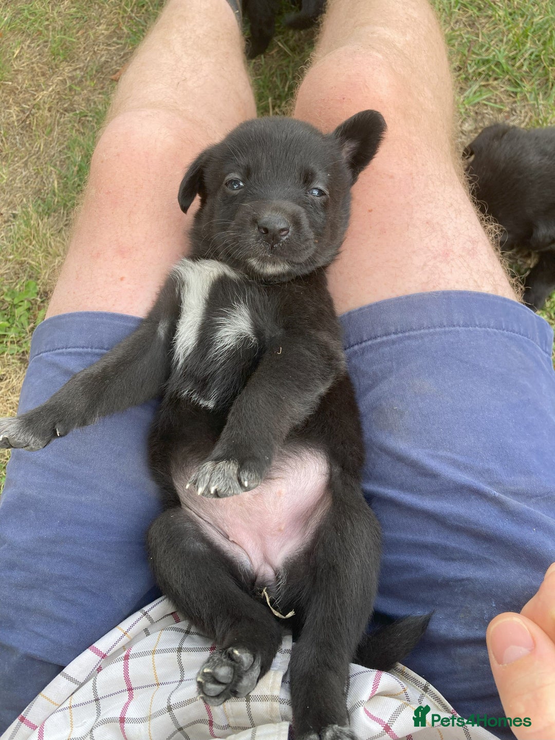 Borador dogs for sale: Beautiful Collie x Labrador Puppies - Image 9