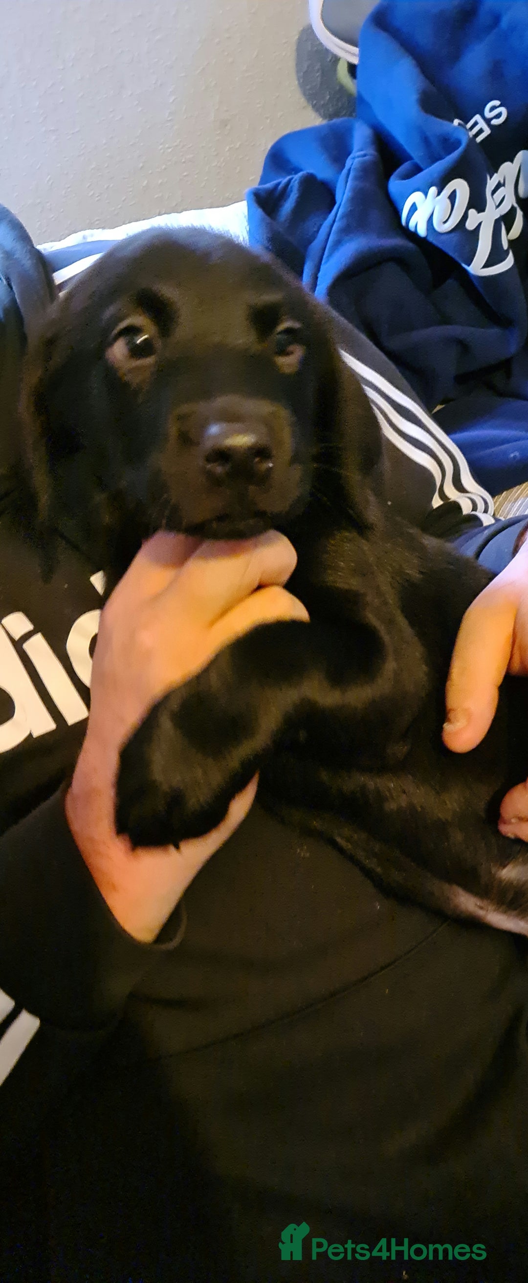 Borador dogs for sale: Male Borador Pups - Image 8