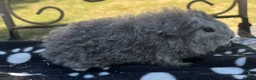 Guinea Pig rodents for sale: Guniea pigs. - Advert 4