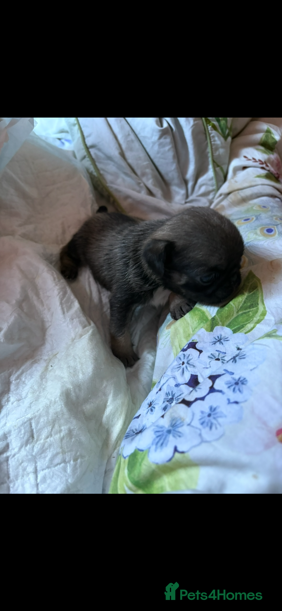 Pug dogs Champion blood line pups  - Advert 2