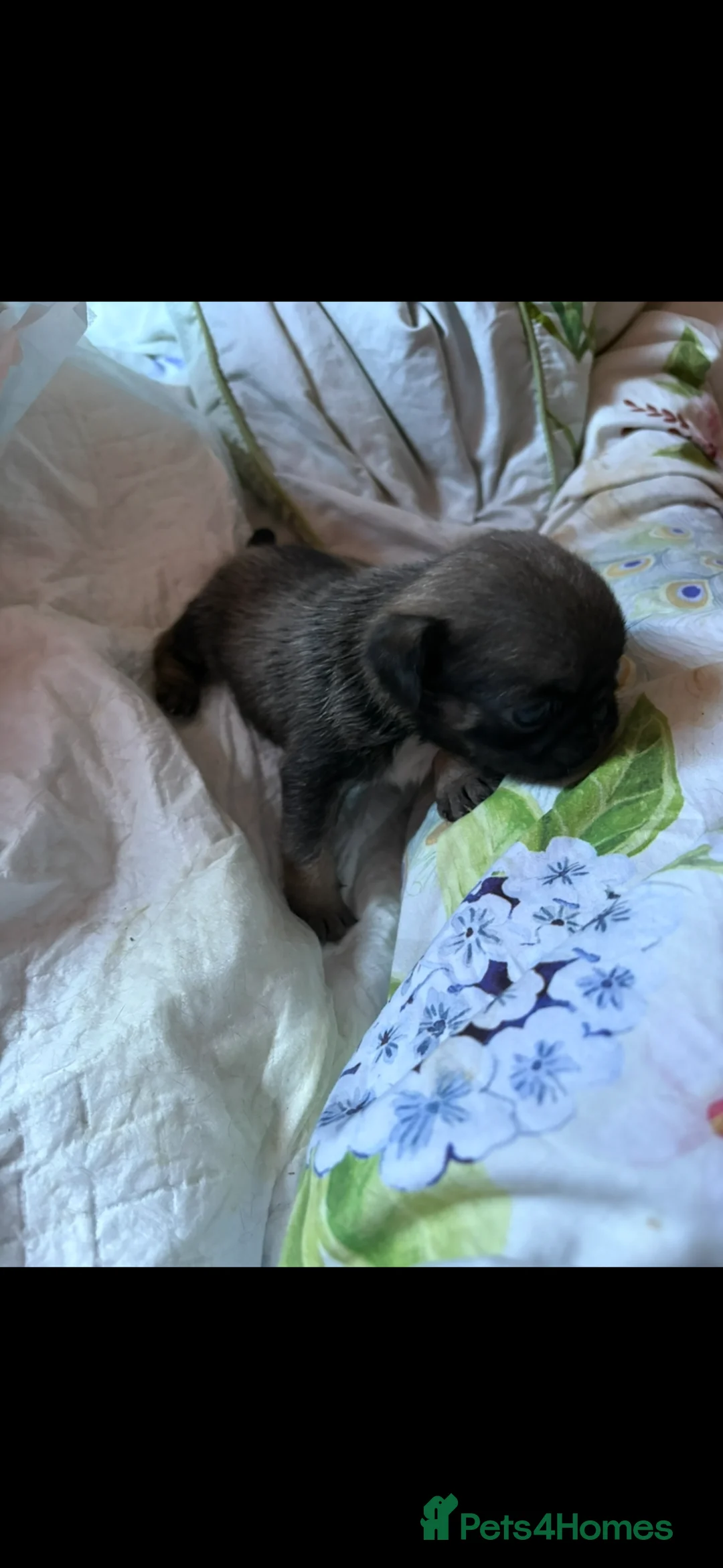 Pug dogs for sale: Champion blood line pups  - Advert 2