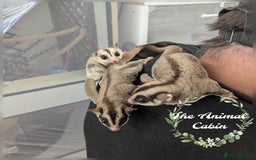Sugar Glider rodents for sale: Trio neutered sugar gliders. Friendly little boys! - Image 1