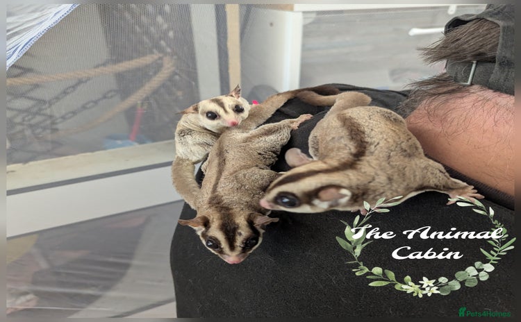 Sugar Glider rodents - Advert 1