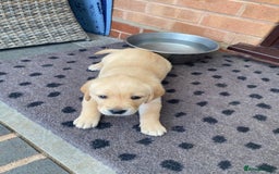 Goldador dogs for sale: Gorgeous Labrador/golden retriever puppies - Image 2