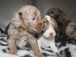 Cockapoo dogs Exceptional health tested American Cockapoos - Advert 7