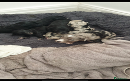 Miniature Poodle dogs for stud: Teddy KC Registered/Health tested Toy Stud in Wigan - Image 33