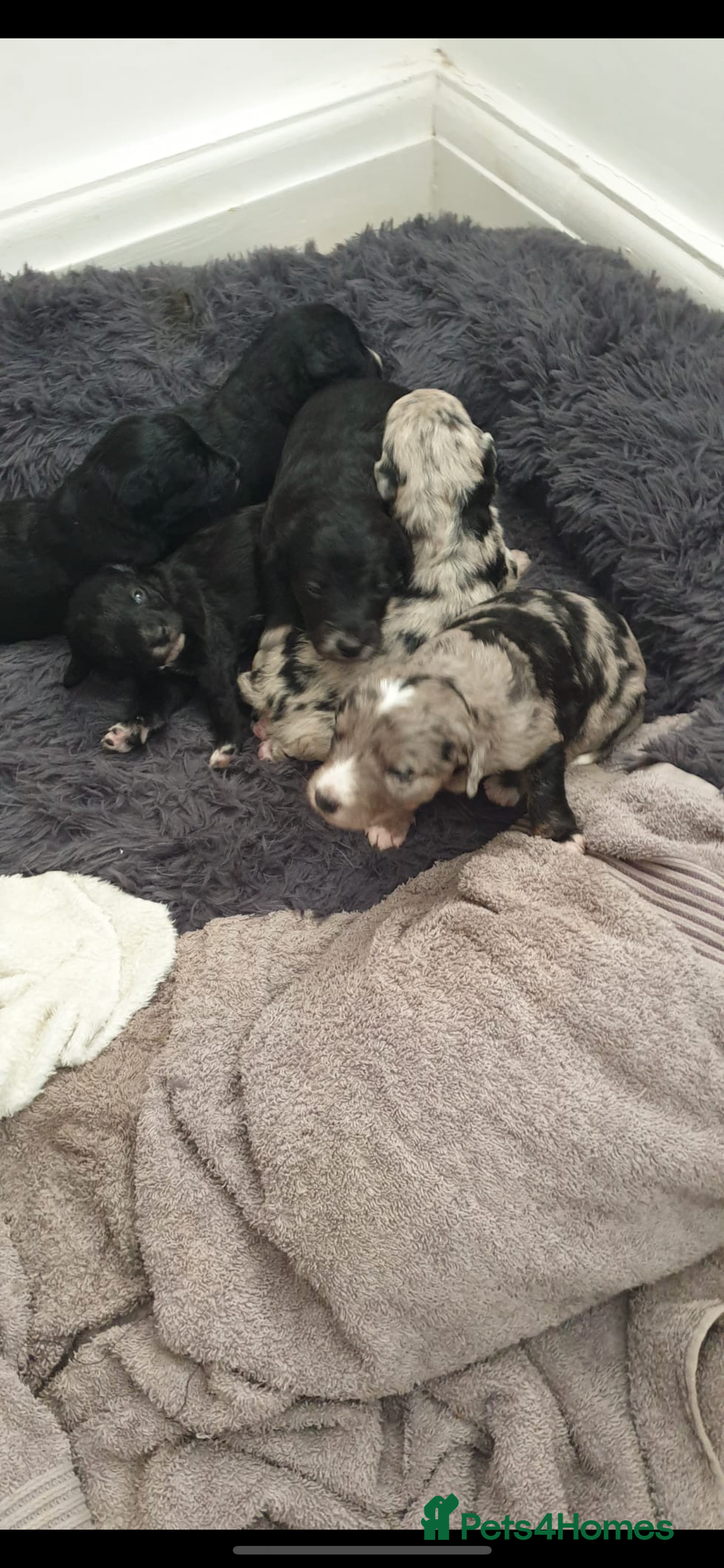 Miniature Poodle dogs for stud: Teddy KC Registered/Health tested Toy Stud in Wigan - Image 33