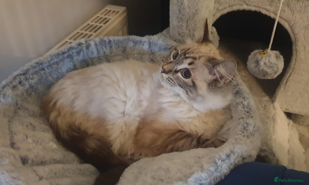 Ragdoll cats for sale: Beautiful GCCF Registered Lynx Ragdoll Kitten. - Advert 7