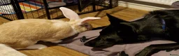 Mixed Breed dogs for sale: rehoming beloved dog - Advert 3