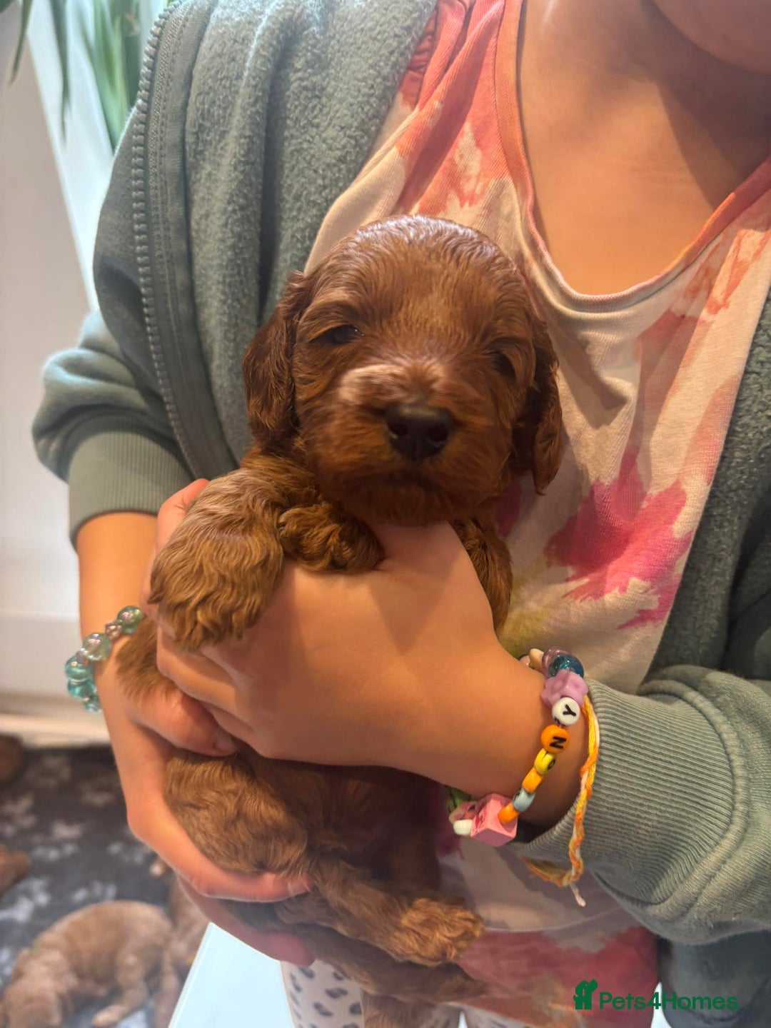 Cockapoo dogs for sale: Stunning Fox Red F1B Cockapoos Outstanding Quality - Image 10