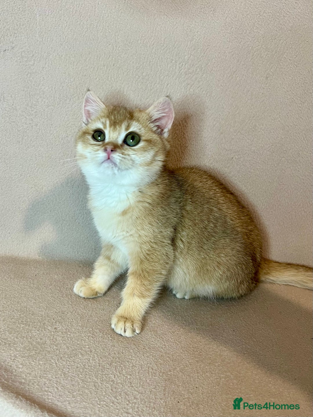 British Shorthair cats for sale: 🐾BSH Golden Kittens🐾  - Advert 3