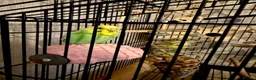 Budgerigars birds for sale: SUPER SILLY TAME BUDGIES FOR SALE WITH CAGE in Solihull - Advert 9