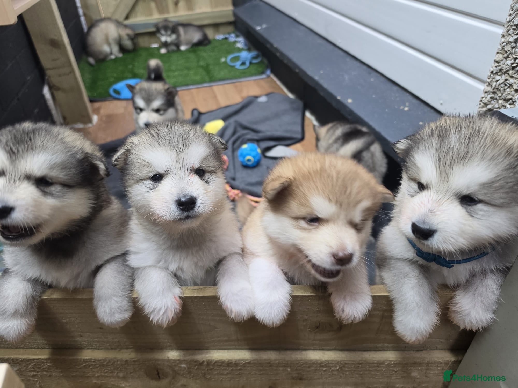Alaskan Malamute dogs Wooly KC Registered Alaskan Malamute Puppies - Advert 1