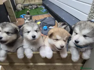 Alaskan Malamute dogs Wooly KC Registered Alaskan Malamute Puppies - Advert 13