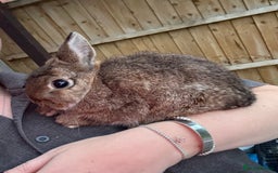 Netherland Dwarf rabbits for sale: Pure Netherland dwarfs  - Image 8