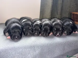 Mixed Breed dogs Collie x kelpie puppies for sale - Advert 1