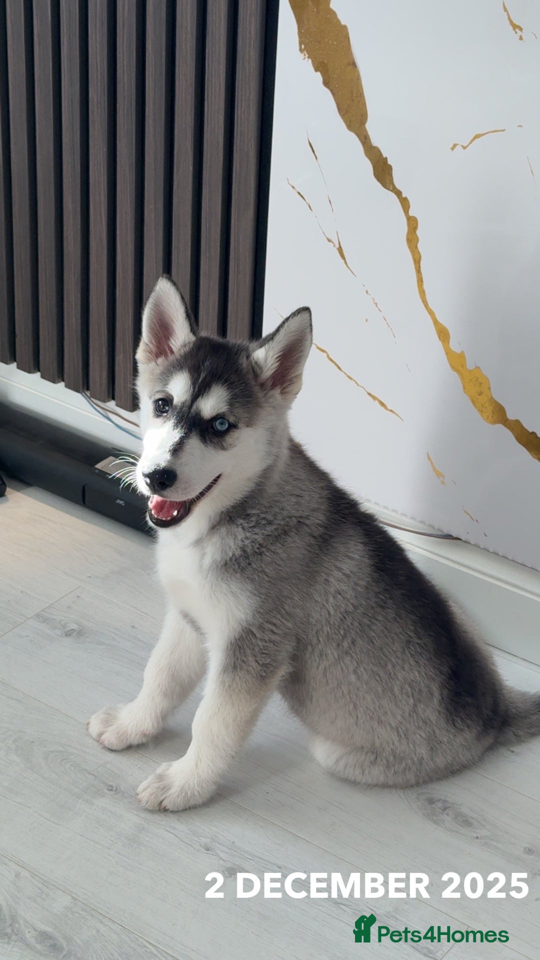 Siberian Husky dogs for sale: 13 week old husky (1 blue eye) - Advert 2