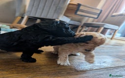 Labradoodle dogs for sale: HEALTH TESTED F1b Miniature labradoodle for SALE - Image 23