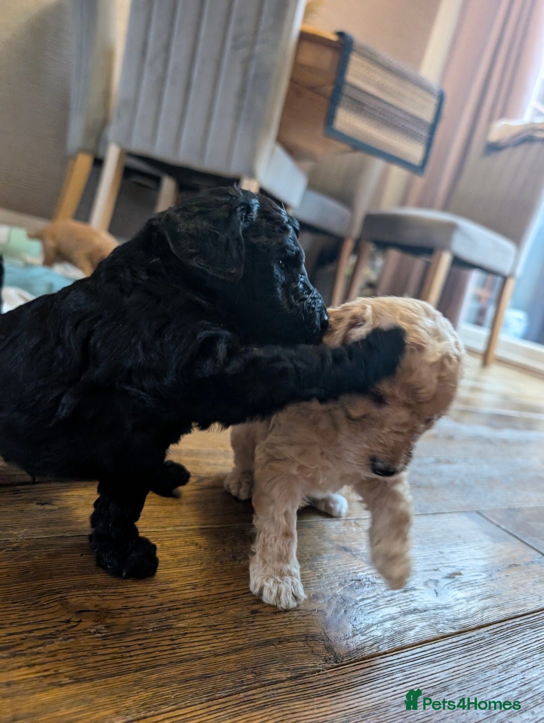 Labradoodle dogs for sale: HEALTH TESTED F1b Miniature labradoodle for SALE - Image 23