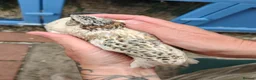 Quail poultry for sale: Free to good home, Cortunix males. - Advert 4