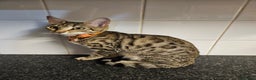 Bengal cats for sale: Silver/ mink bengals kittens  - Advert 25