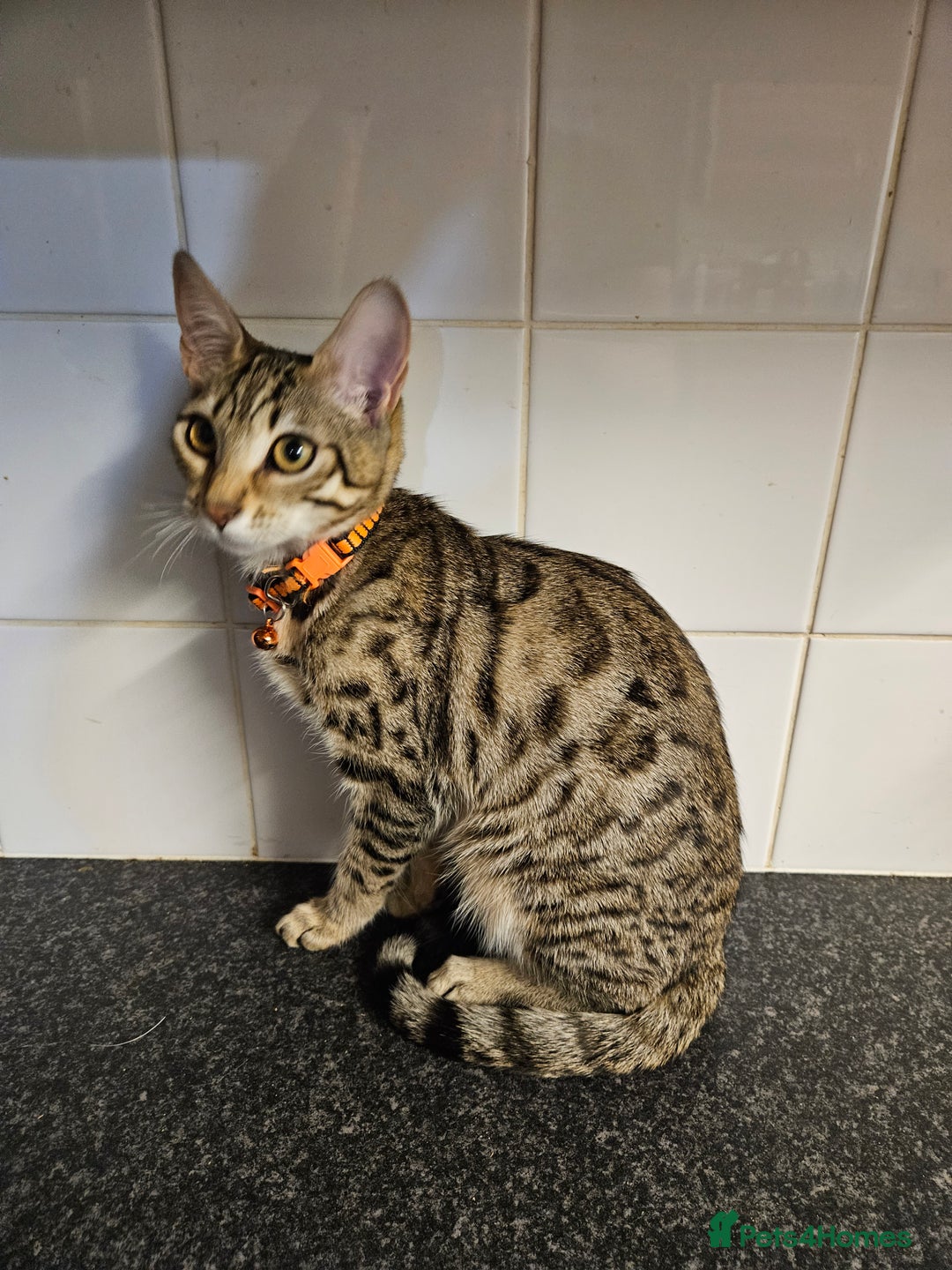 Bengal cats for sale: Silver/ mink bengals kittens  - Advert 25