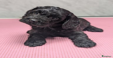 Cockapoo dogs Stunning health tested F1 cockapoo puppies - Advert 5