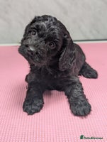 Cockapoo dogs Stunning health tested F1 cockapoo puppies - Advert 8