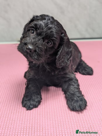 Cockapoo dogs Stunning health tested F1 cockapoo puppies - Advert 4