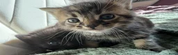 Mixed Breed cats for sale: 4 kittens looking for new home  - Advert 14