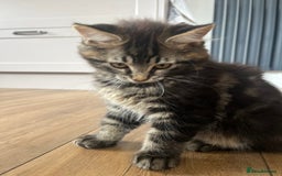Maine Coon cats for sale: Maine Coon Boys for sale - Image 4